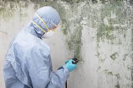 Why You Should Choose Our Mold Remediation Services in Lamar, CO